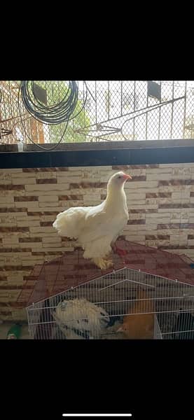 white buff chicks available 8