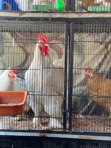 white buff chicks available 9