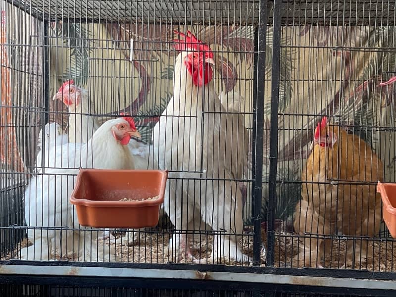 white buff chicks available 10
