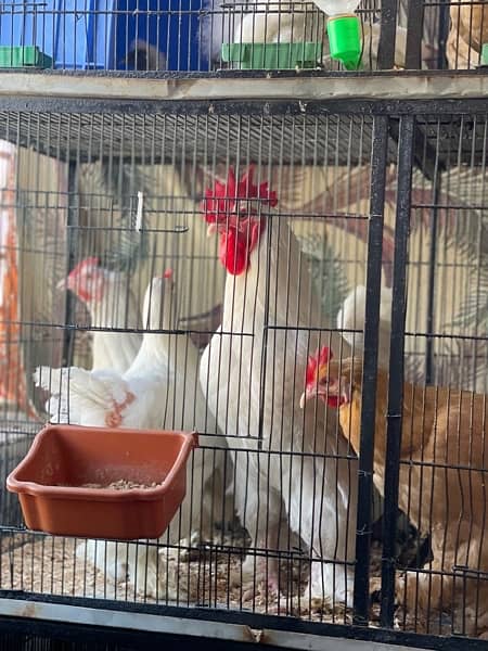 white buff chicks available 11