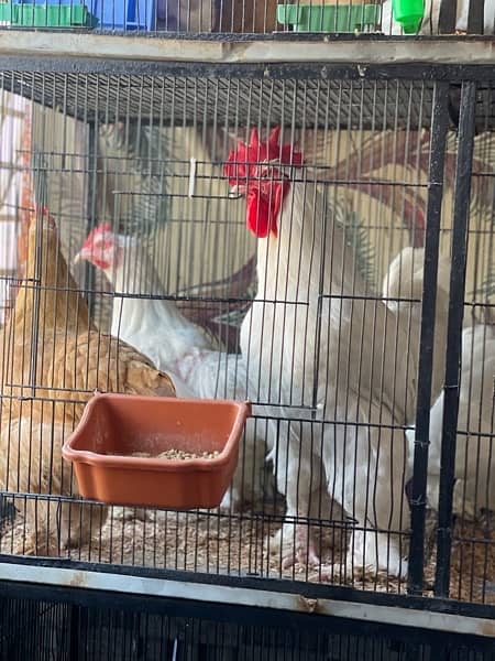 white buff chicks available 12