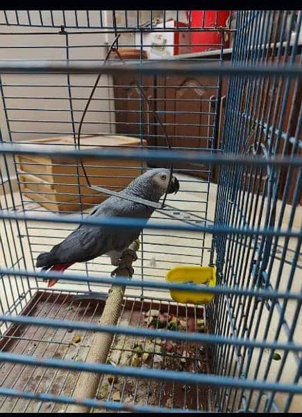 A healthy captive big size grey male. Age 7 years. Best for breeding. 1