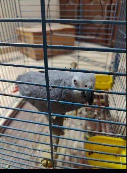 A healthy captive big size grey male. Age 7 years. Best for breeding. 4