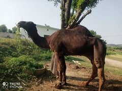 Camel For Sale