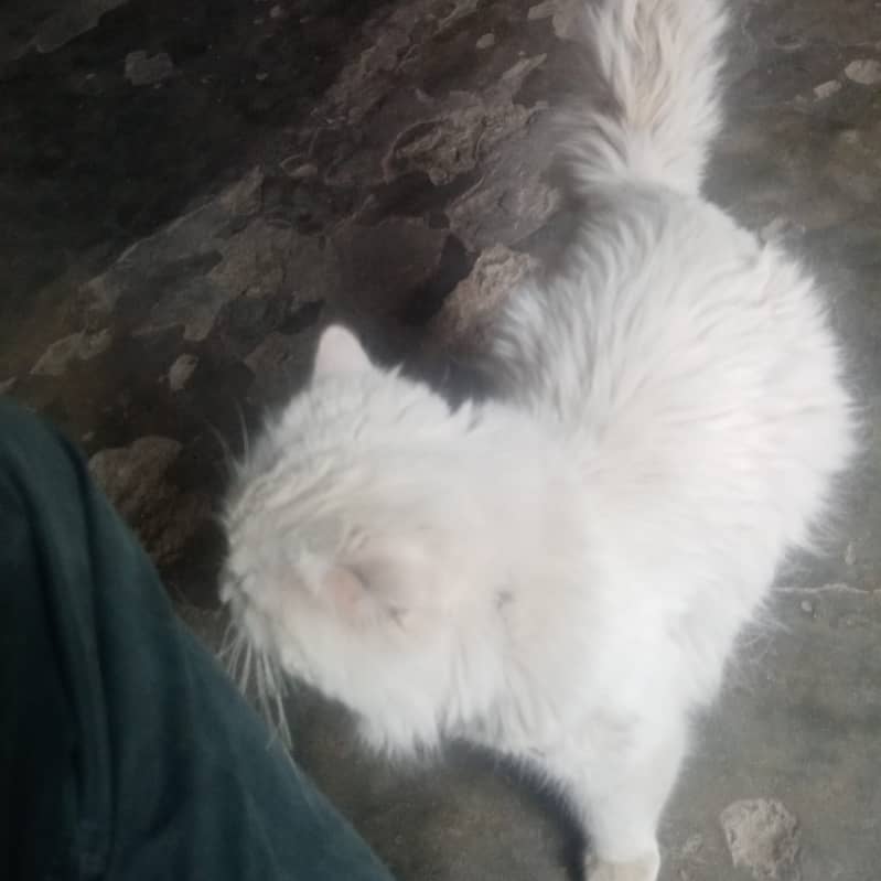 Persian male cat 6
