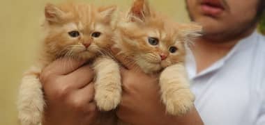 Persian cat kittens in ginger colour rear colour full pair available.