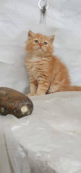 Persian cat kittens in ginger colour rear colour full pair available. l 1