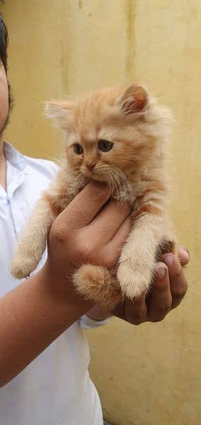 Persian cat kittens in ginger colour rear colour full pair available. l 4