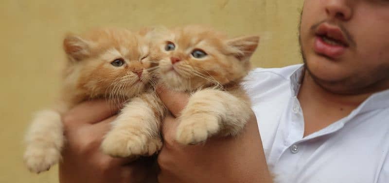 Persian cat kittens in ginger colour rear colour full pair available. l 5