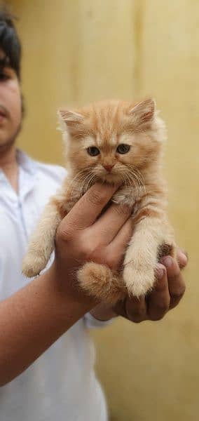 Persian cat kittens in ginger colour rear colour full pair available. l 6