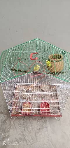 budgie parrots with cage. . female near to breeding hai.