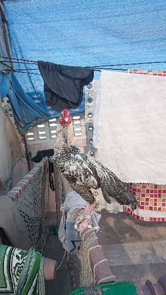 pure aseel breed  sindh