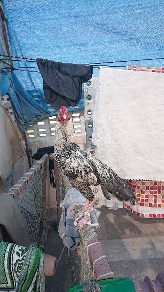 pure aseel breed  sindh 1