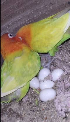 yellow fisher breeder pair with 1 chick and eggs