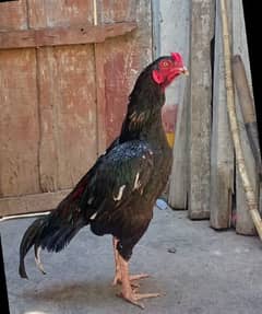 This is hen