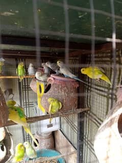 Australian Parrots for sale 11 Pairs with cage
