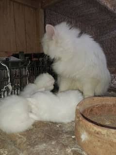 cat female With baby's for sale  cargo available 03038208472
