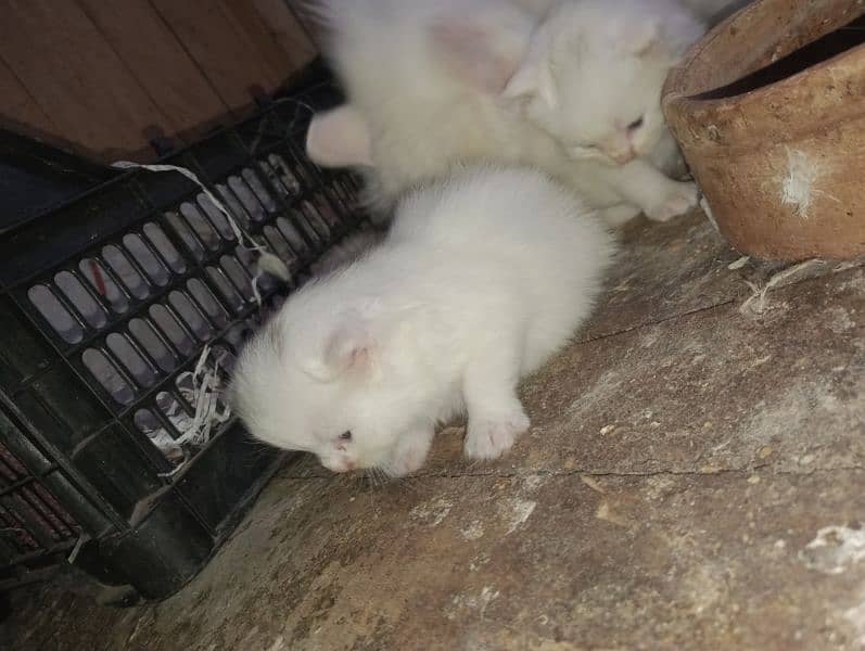 cat female With baby's for sale  cargo available 03038208472 1