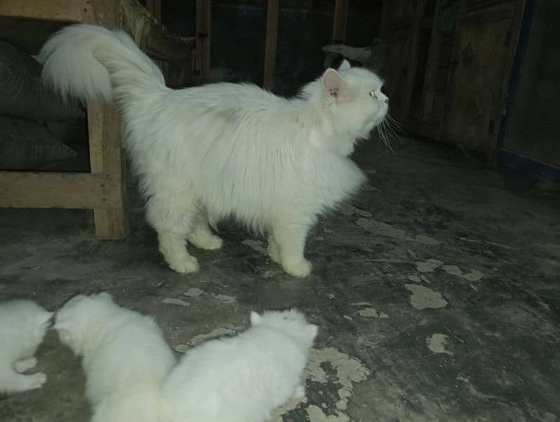 cat female With baby's for sale  cargo available 03038208472 3
