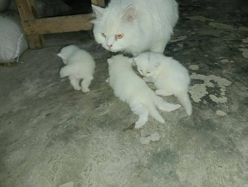 cat female With baby's for sale  cargo available 03038208472 4