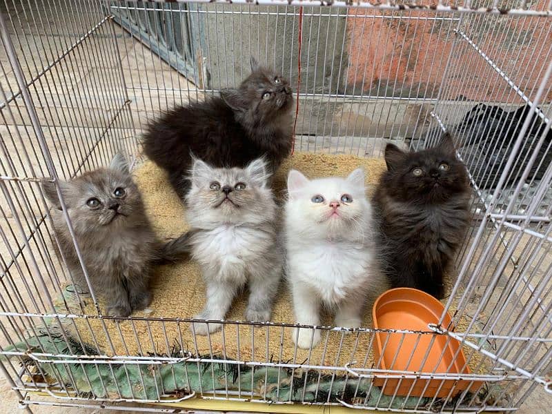 5 cat babies for sale 3