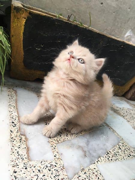 Persian male kitten 03209840286 1