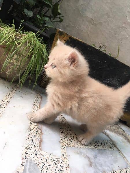 Persian male kitten 03209840286 2