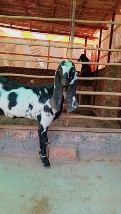 goats 5 month amritsari beetle for sale