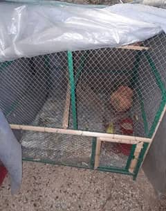 Iron birds/Hen cage for sale