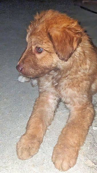 Golden Retriever Non Pedigree Healthy & Cute Puppy 0