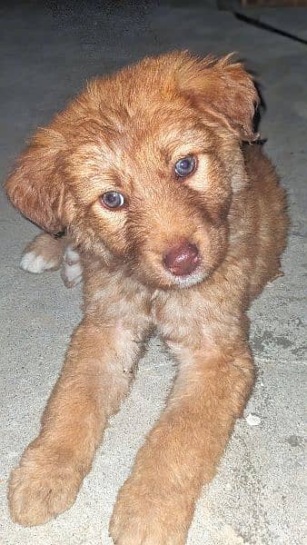 Golden Retriever Non Pedigree Healthy & Cute Puppy 1