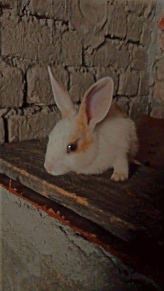 female baby  rabbit black and gray eyes  brown and white body color 0