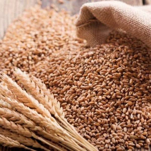 Wheat Gandum (Dilkash Variety) 0