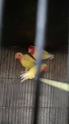 pair with 2 chicks