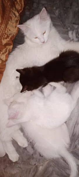 cat kittens pair 2