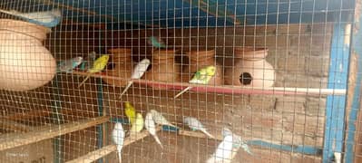 Australian parrot sale Karna ha  30   peace 0