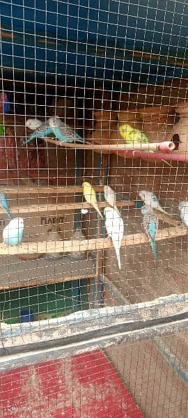Australian parrot sale Karna ha  30   peace 3
