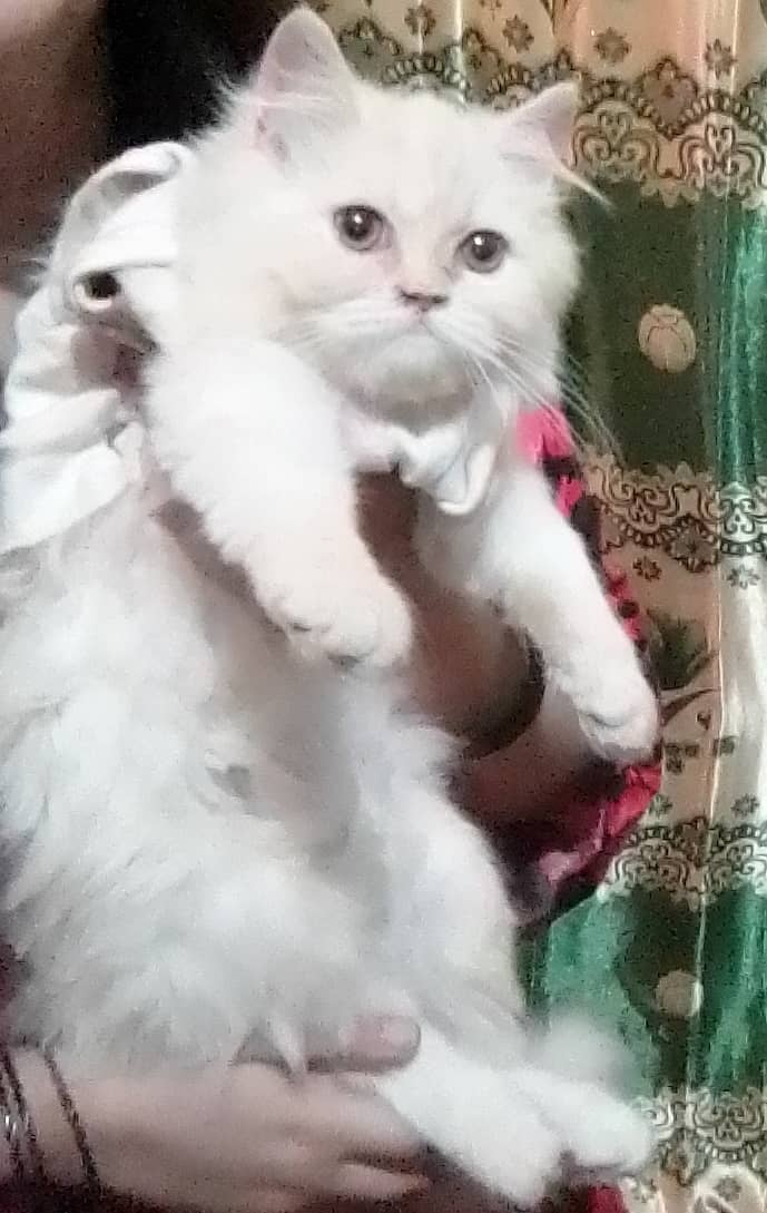 Persian Kitten Male(Punch BloodLine) 1