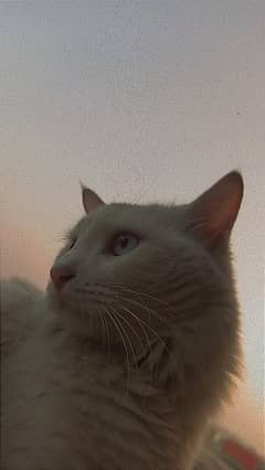 Persian full white odd eye Cat for sale 0