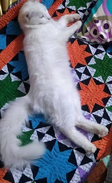 Persian full white odd eye Cat for sale 1