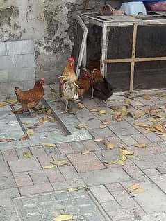 4 Egg laying Hens and 1 cock
