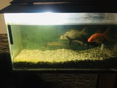 Fish Tank for Sale ASAP 0