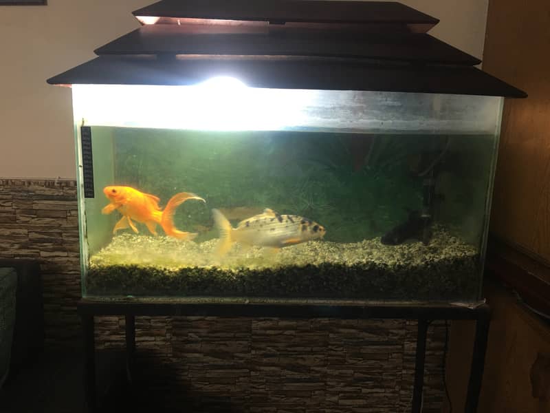 Fish Tank for Sale ASAP 1