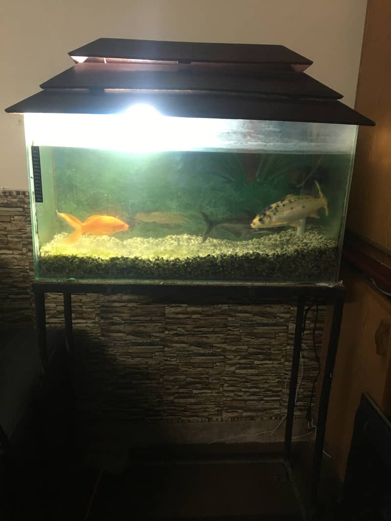 Fish Tank for Sale ASAP 2