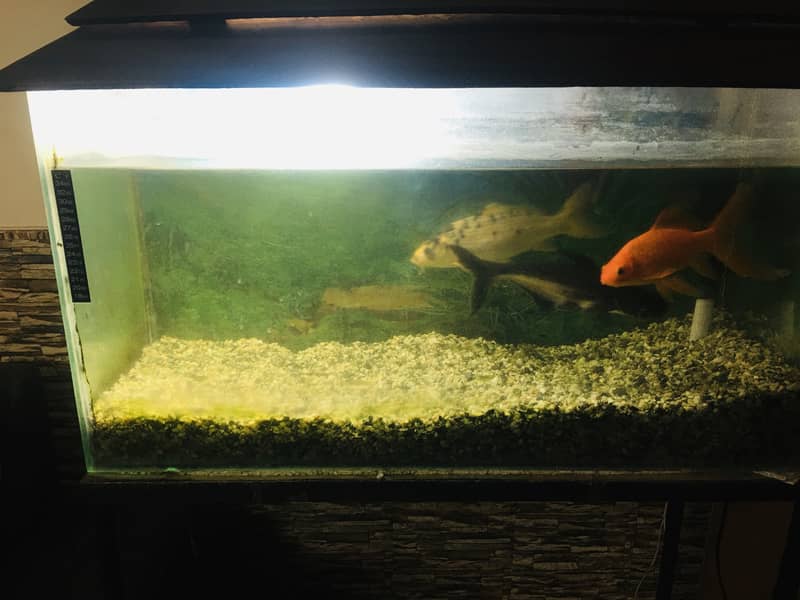 Fish Tank for Sale ASAP 5