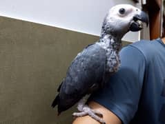 African Grey Self Chick | Grey Parrot | African Grey Parrot Chick