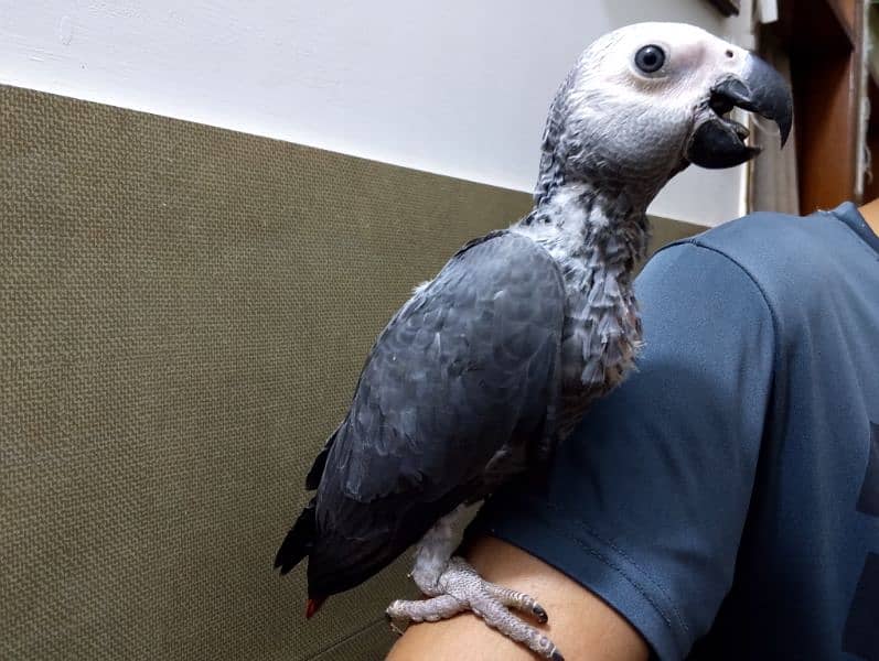 African Grey Self Chick | Grey Parrot | African Grey Parrot Chick 0