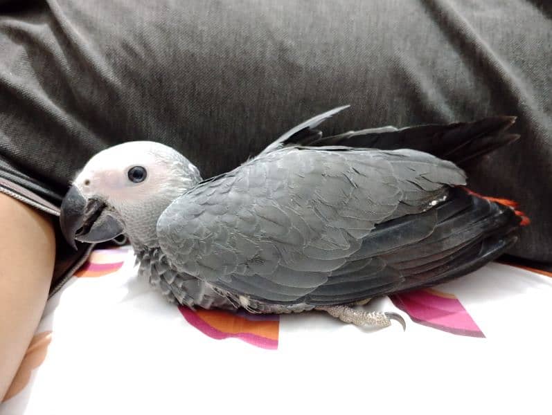 African Grey Self Chick | Grey Parrot | African Grey Parrot Chick 1