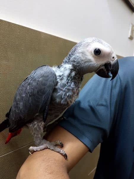 African Grey Self Chick | Grey Parrot | African Grey Parrot Chick 2