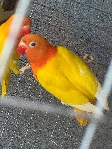 some lovebird looking new home 1